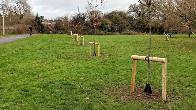 The completed line of new trees planted at Wincanton's Cale Park recreation ground