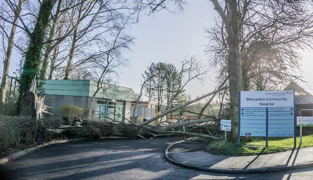 The poplar tree felled by strong wind at Wincanton Community Hospital