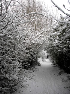 A snowy track - by Briony Loader