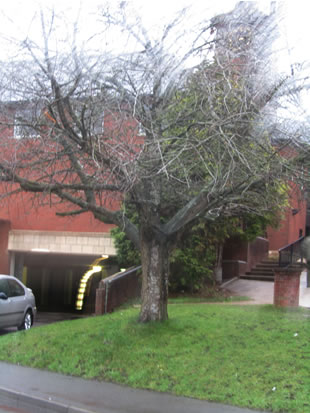 The tree behind Colbert-Smith, near The Co-op