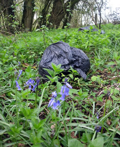Rubbish amongst bluebells