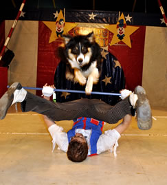 Circus dog act