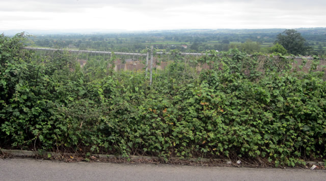 Bayford Hill view blocked by a security fence covered in brambles